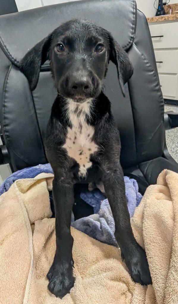 Enlarge Roo-Roo, a Adoptable mixed breed in Seven Points, TX image 1/1