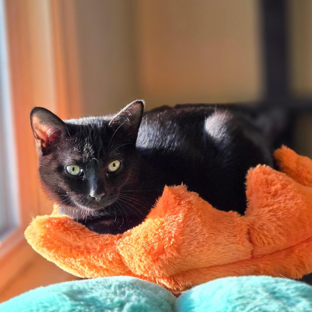 Ollie, Adoptable, Kitten Male Domestic Short Hair.