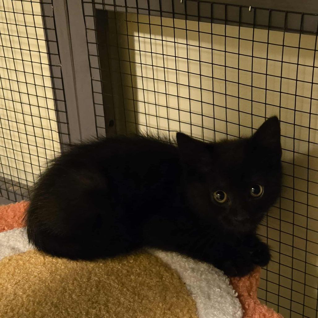 Enlarge Ollie, a Adoptable Domestic Short Hair in Ephrata, PA image 2/4