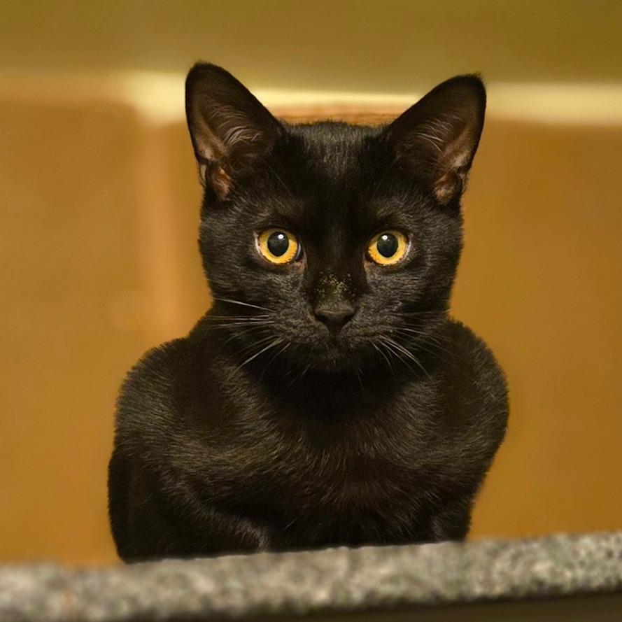 Enlarge Ollie, a Adoptable Domestic Short Hair in Ephrata, PA image 3/4