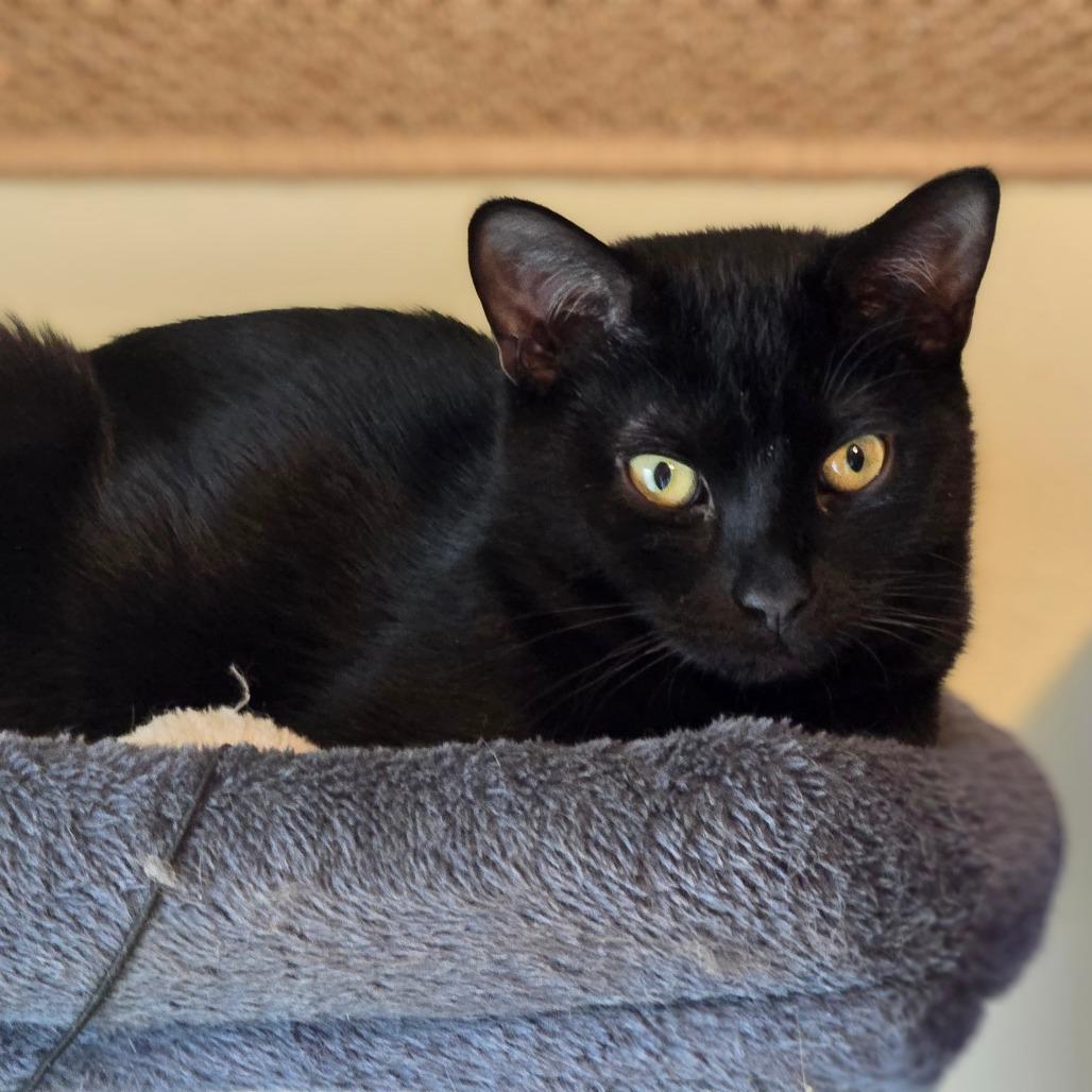 Enlarge Ollie, a Adoptable Domestic Short Hair in Ephrata, PA image 4/4