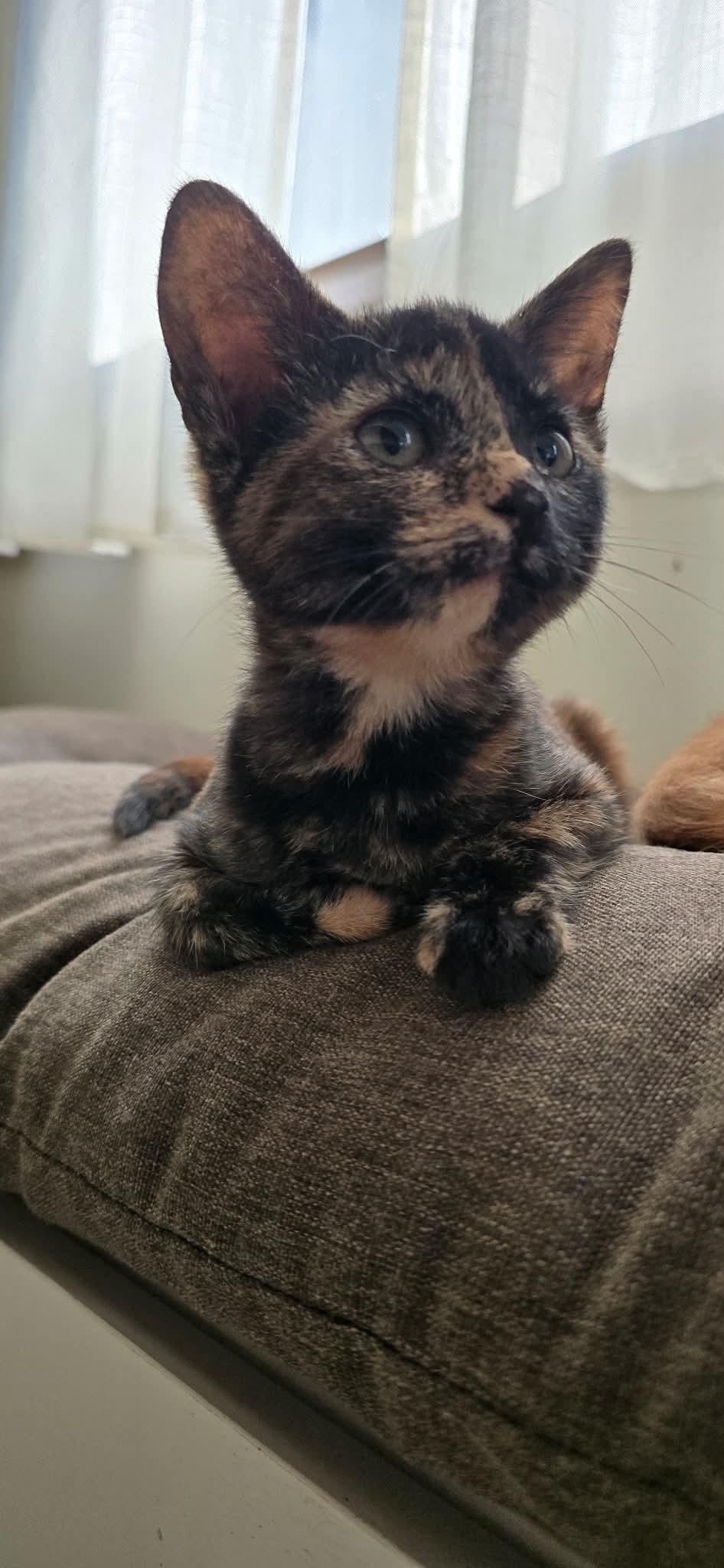 Dory, adopted, Kitten Female Domestic Short Hair.