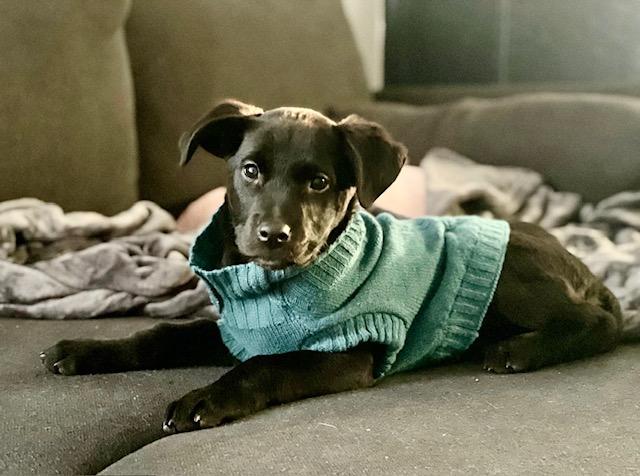 Enlarge Mona Lisa, a ADOPTABLE mixed breed in CHURCHVILLE, NY image 4/4