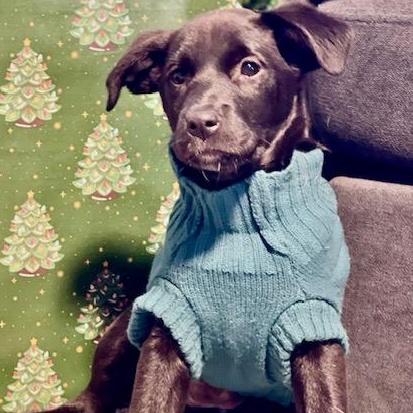 Mona Lisa, ADOPTABLE, Puppy Female Black Labrador Retriever.