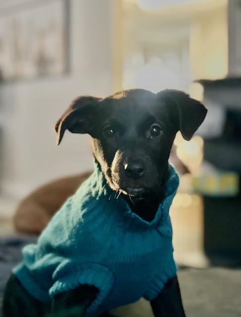 Enlarge Mona Lisa, a ADOPTABLE mixed breed in CHURCHVILLE, NY image 3/4