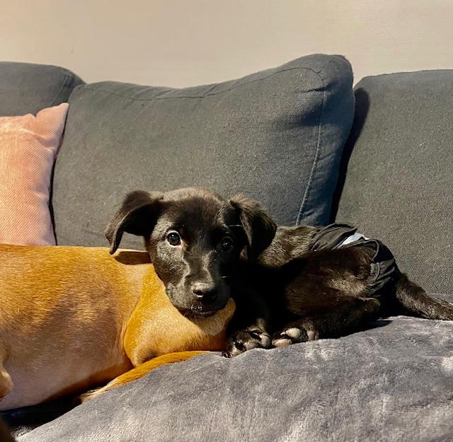 Enlarge Mona Lisa, a ADOPTABLE mixed breed in CHURCHVILLE, NY image 2/4