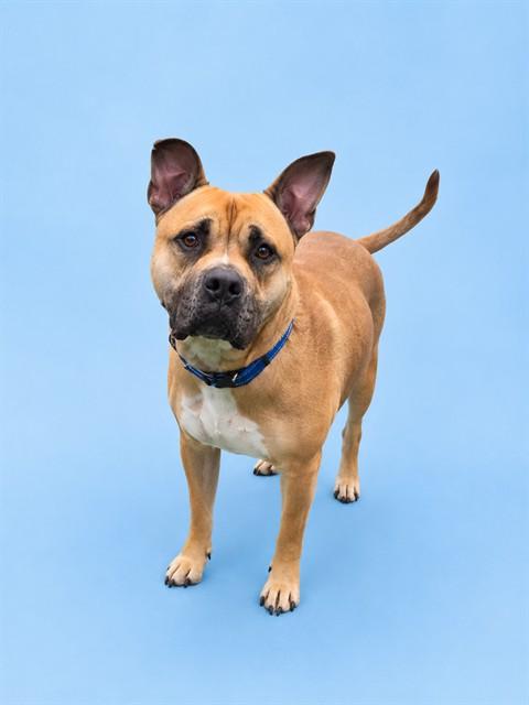 ROOKIE, Adoptable, Young Male Pit Bull Terrier.