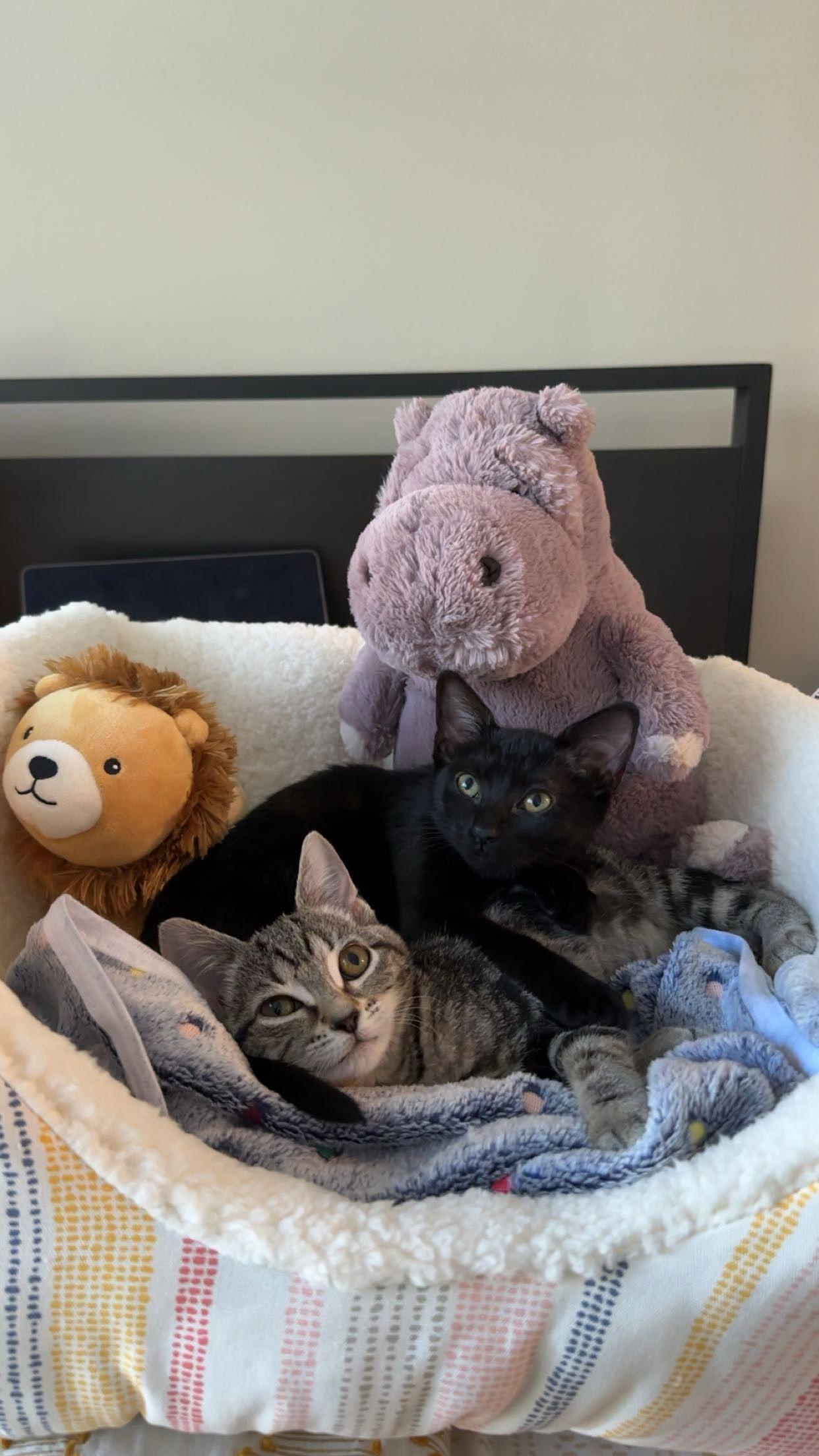 Enlarge Ursula (0586) Adopted, a Adopted Domestic Short Hair in Wesley Chapel, FL image 1/1