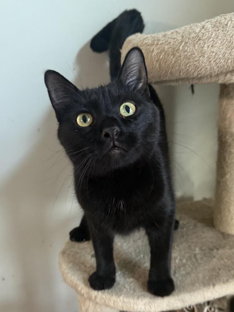 Popsicle (26-070 C), Adoptable, Adult Female Domestic Short Hair.