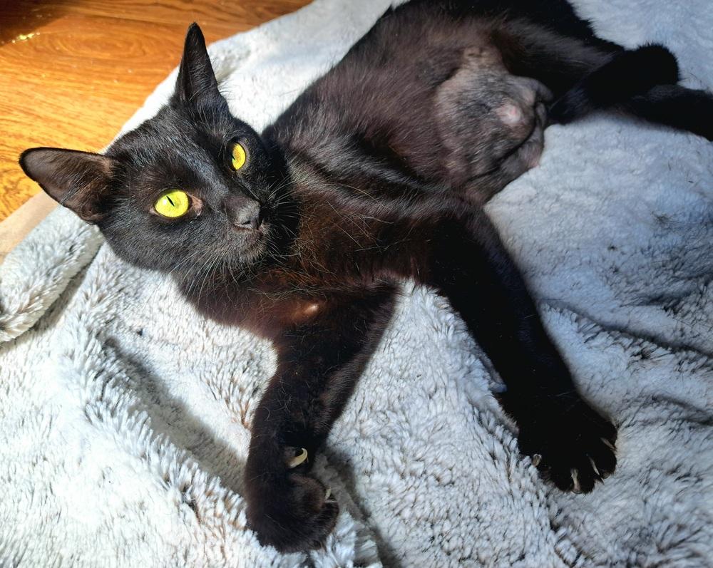 Popsicle (26-070 C), a Adoptable Domestic Short Hair in Lansing, MI image 1/2