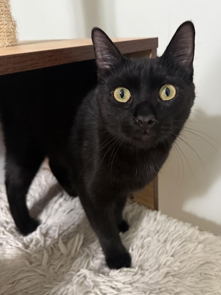 Popsicle (26-070 C), a Adoptable Domestic Short Hair in Lansing, MI image 2/3