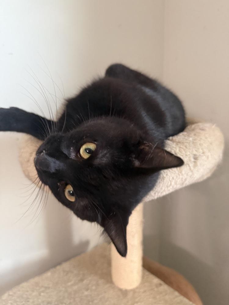 Enlarge Popsicle (26-070 C), a Adoptable Domestic Short Hair in Lansing, MI image 3/3