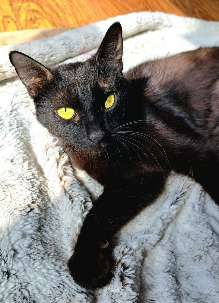 Popsicle (26-070 C), a Adoptable Domestic Short Hair in Lansing, MI image 2/2