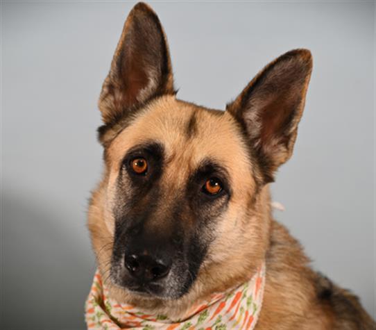 Enlarge HARLEY, a Adoptable German Shepherd Dog in Loveland, CO image 1/1