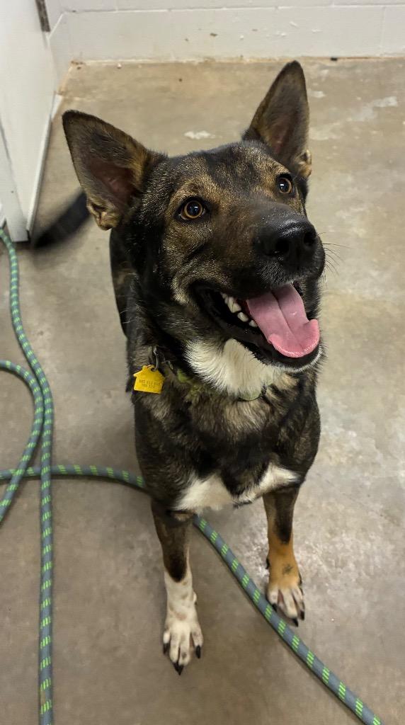 Enlarge Apollo, a Adoptable German Shepherd Dog in Newcastle, OK image 1/3