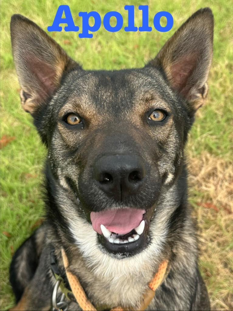 Enlarge Apollo, a Adoptable German Shepherd Dog in Newcastle, OK image 2/3