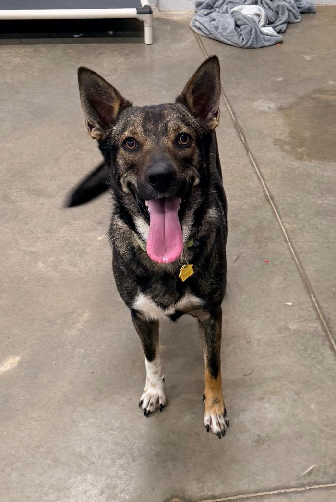 Enlarge Apollo, a Adoptable German Shepherd Dog in Newcastle, OK image 3/3