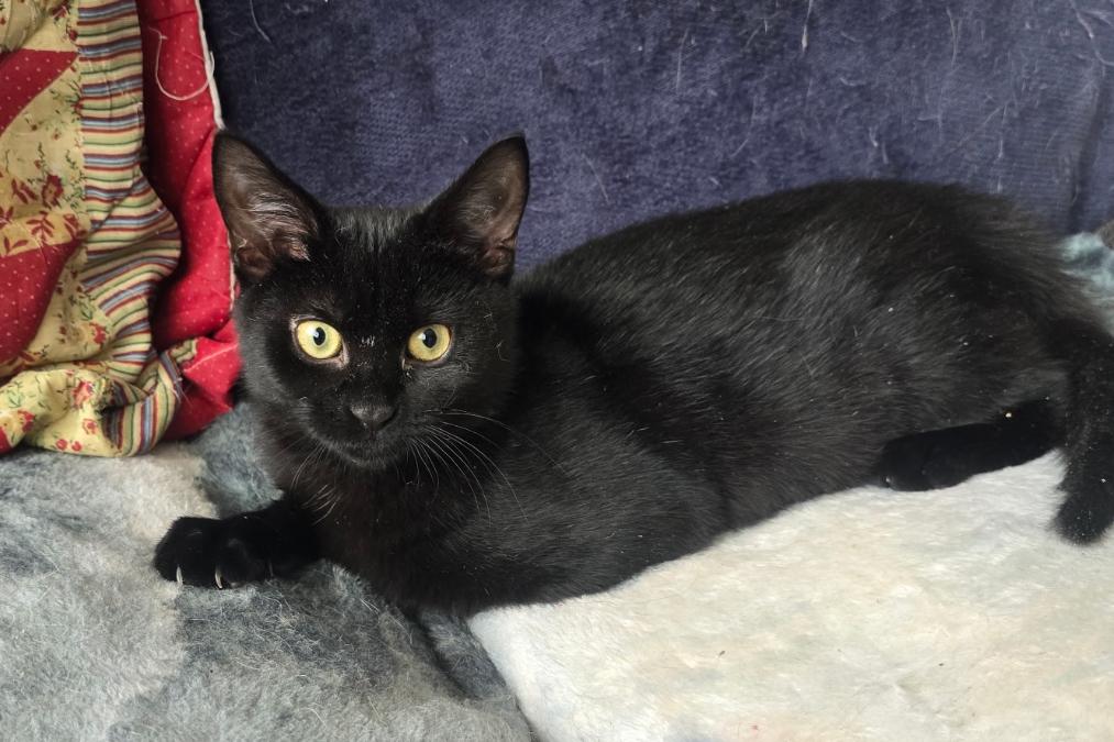 MISTY, adopted, Young Female Domestic Short Hair.