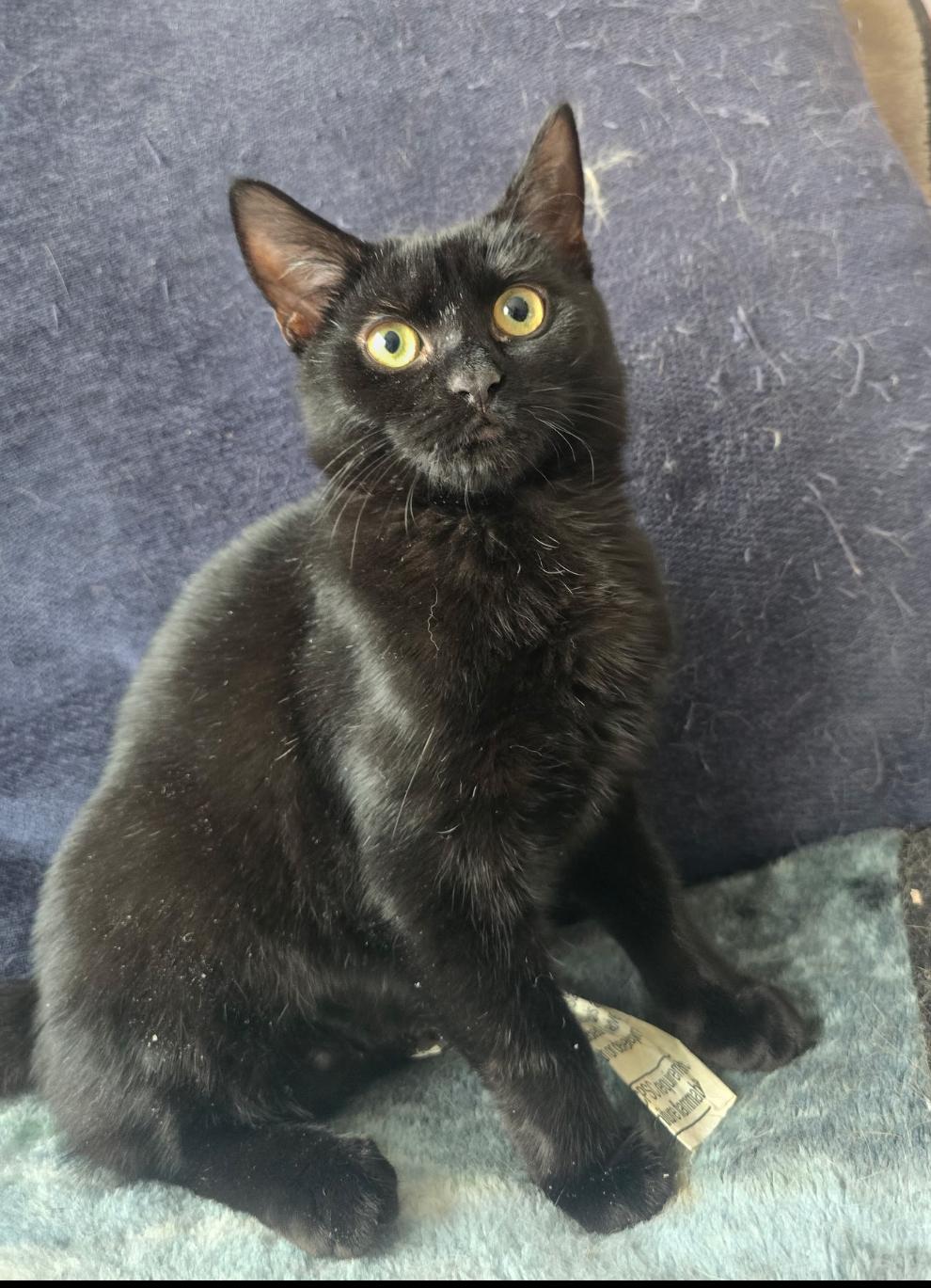 Enlarge MISTY, an adopted Domestic Short Hair in Spotswood, NJ image 3/5