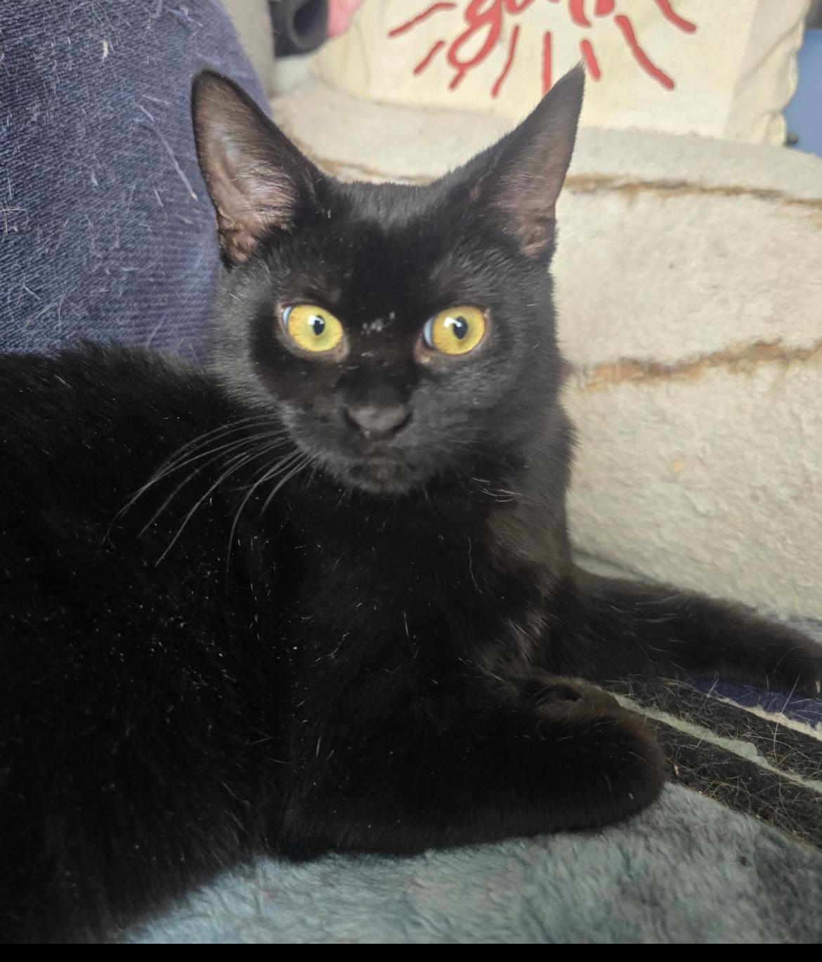 Enlarge MISTY, an adopted Domestic Short Hair in Spotswood, NJ image 2/5