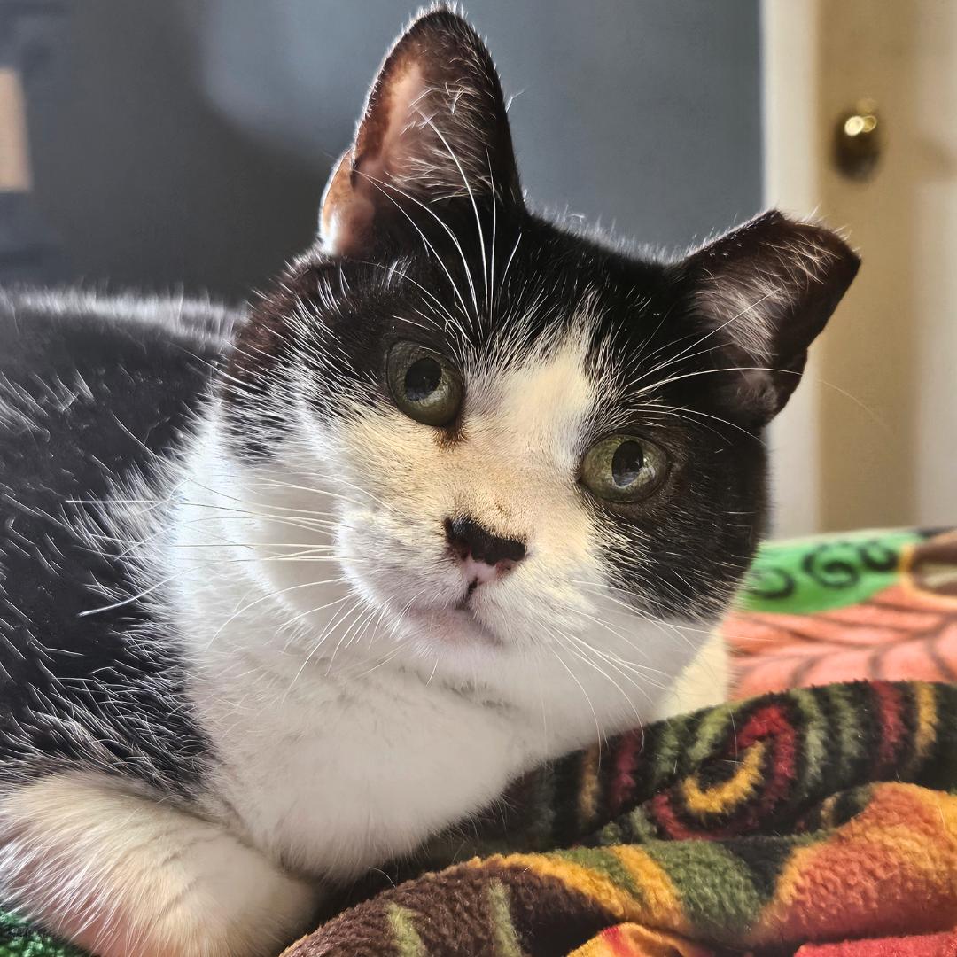 Enlarge Viola – Age 5-Short Legs. Big Love. Endless Flops., an adopted mixed breed in Temple Terrace, FL image 1/6