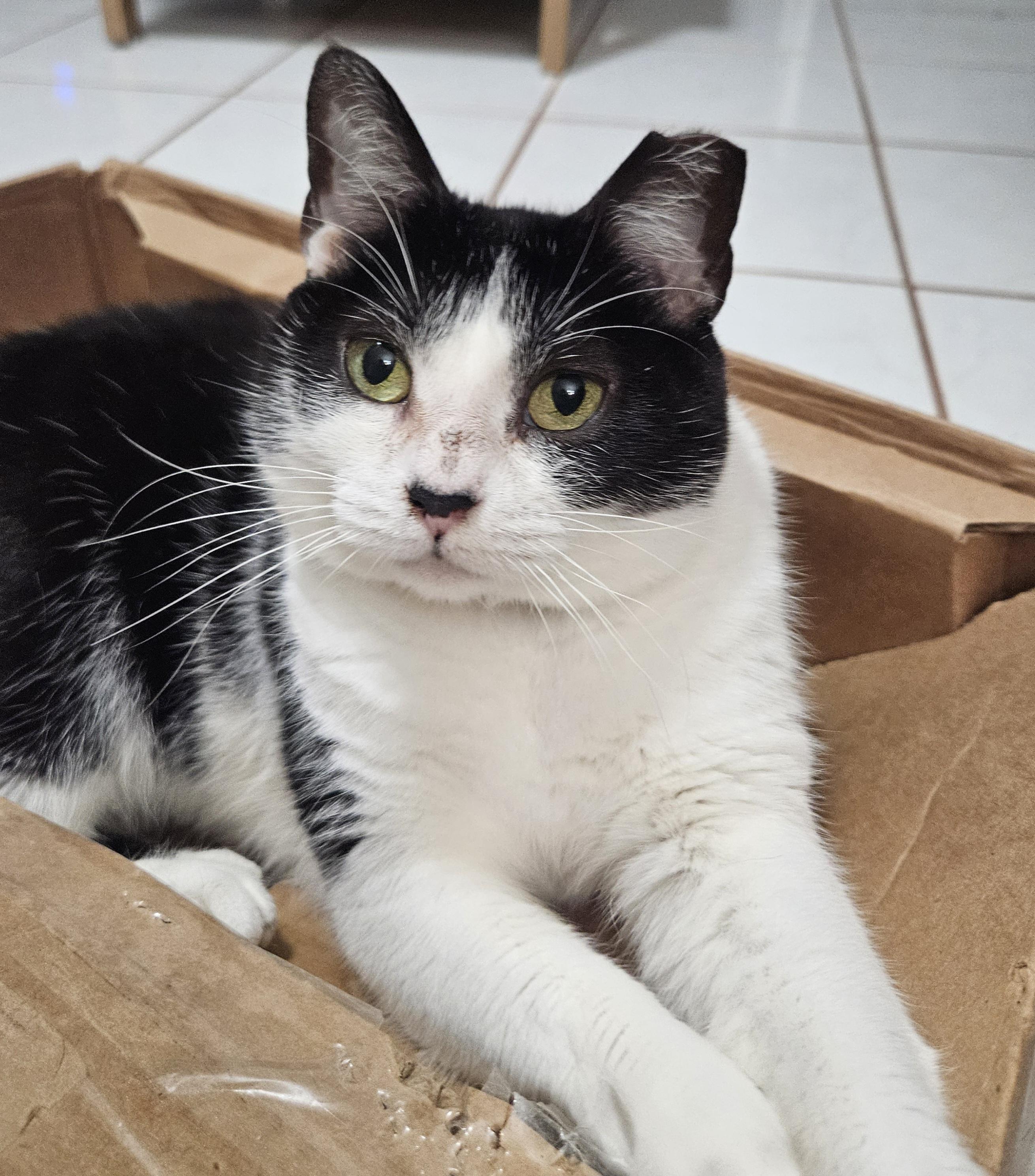 Enlarge Viola – Age 5-Short Legs. Big Love. Endless Flops., an adopted mixed breed in Temple Terrace, FL image 2/6