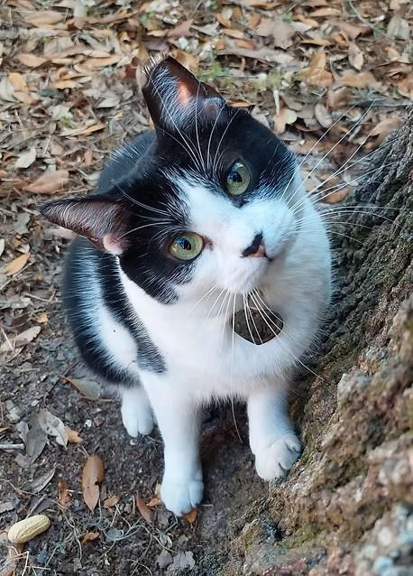 Enlarge Viola – Age 5-Short Legs. Big Love. Endless Flops., an adopted mixed breed in Temple Terrace, FL image 3/6