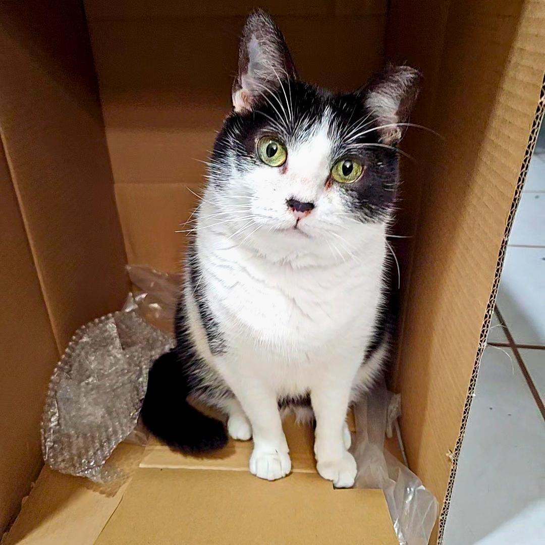 Enlarge Viola – Age 5-Short Legs. Big Love. Endless Flops., an adopted mixed breed in Temple Terrace, FL image 4/6