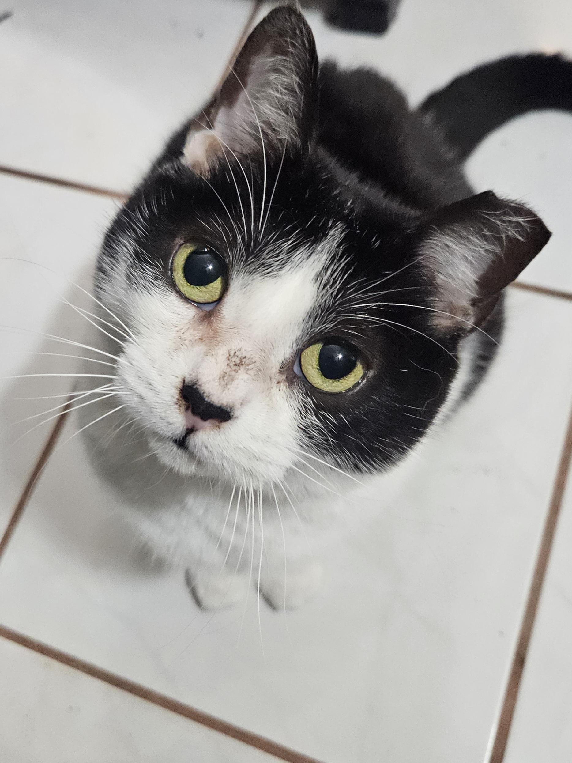 Enlarge Viola – Age 5-Short Legs. Big Love. Endless Flops., an adopted mixed breed in Temple Terrace, FL image 6/6