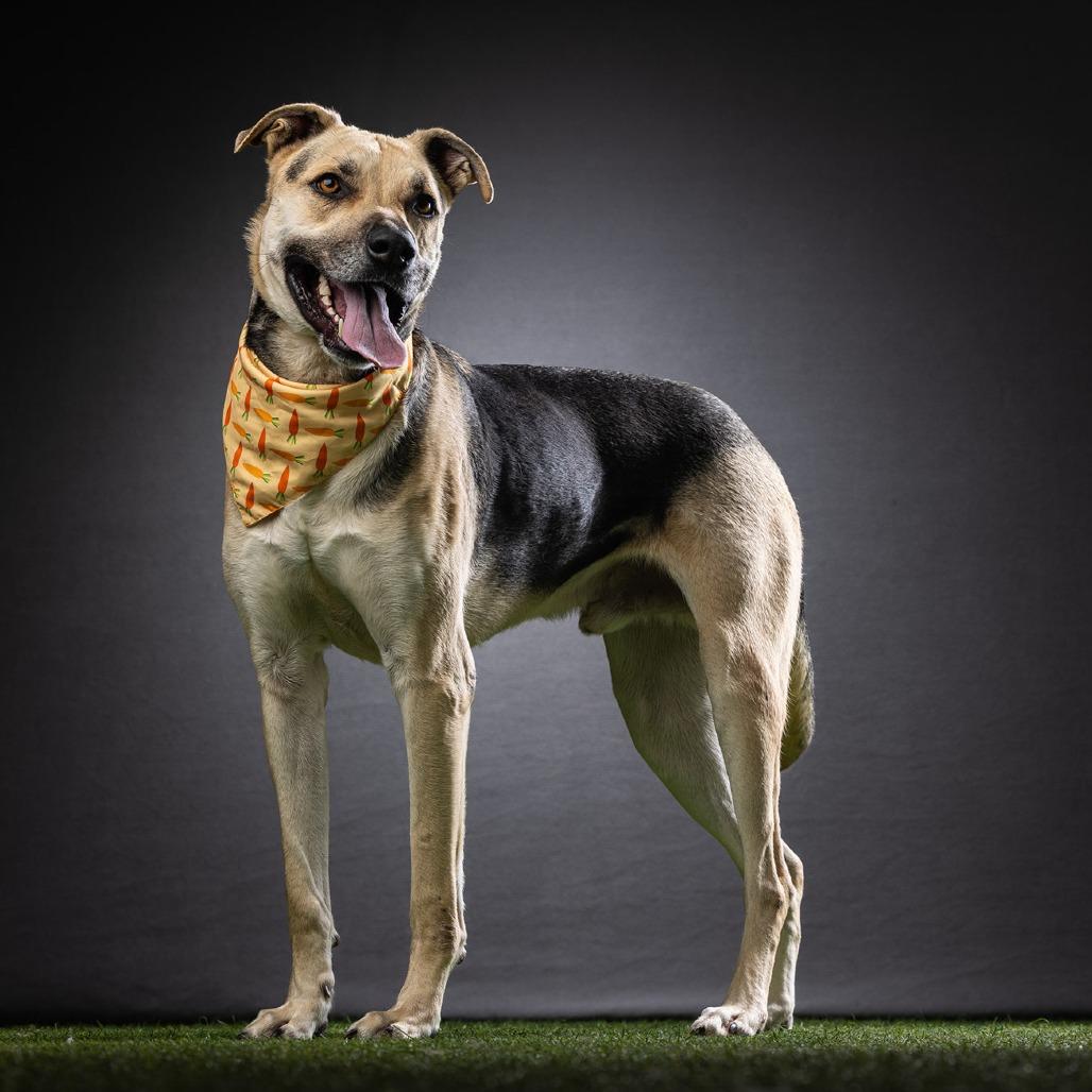 Jax, Adoptable, Adult Male Shepherd.