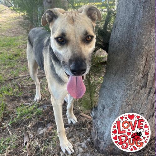 Jax, Adoptable, Adult Male Shepherd.