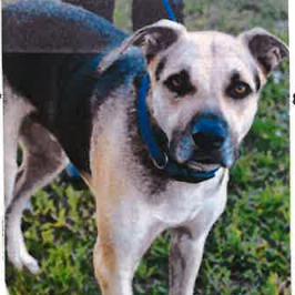 Enlarge Jax, a Adoptable mixed breed in Jupiter, FL image 2/6