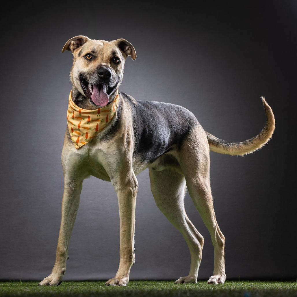 Enlarge Jax, a Adoptable mixed breed in Jupiter, FL image 3/6