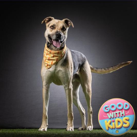 Enlarge Jax, a Adoptable mixed breed in Jupiter, FL image 4/6