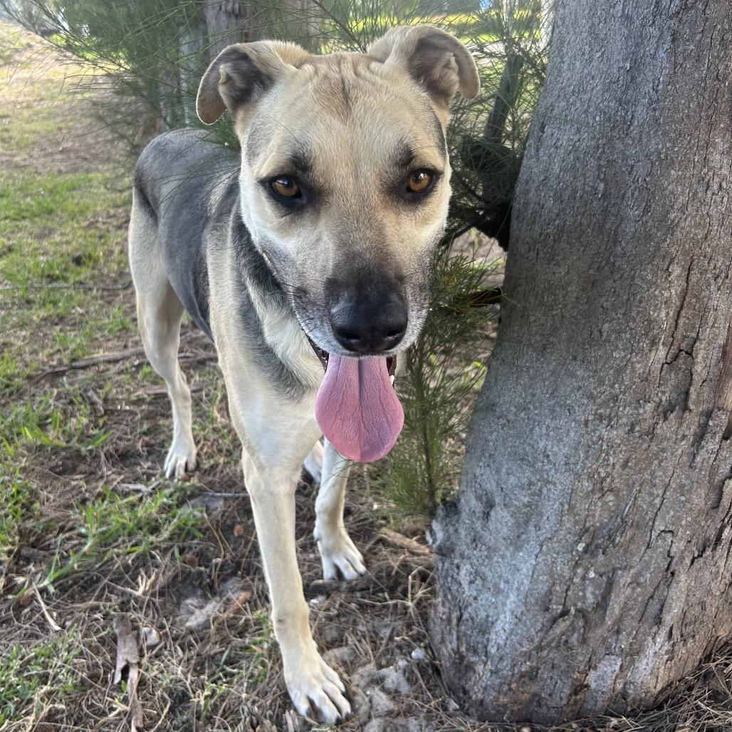 Enlarge Jax, a Adoptable mixed breed in Jupiter, FL image 5/6