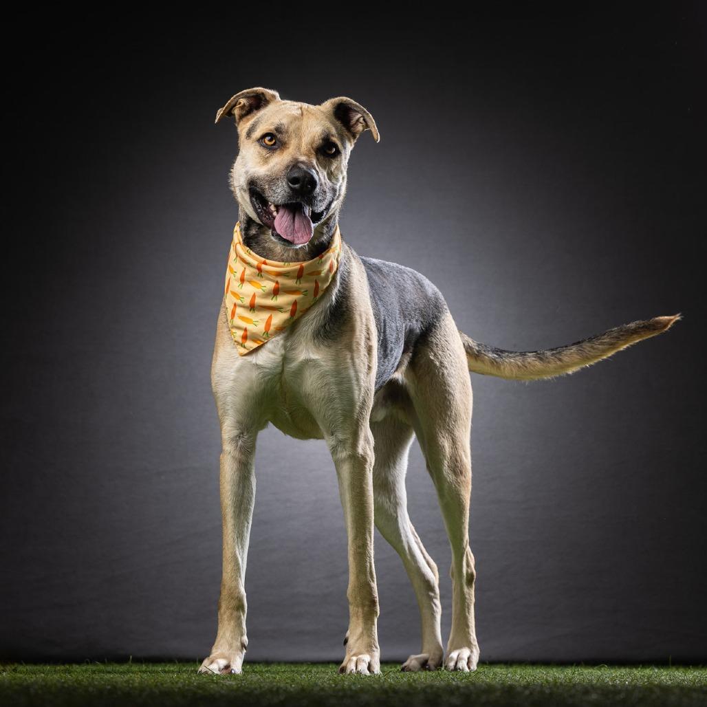 Enlarge Jax, a Adoptable mixed breed in Jupiter, FL image 6/6