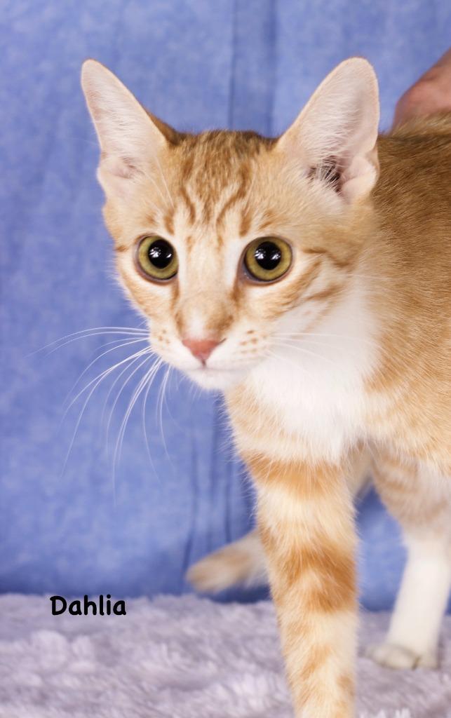 Enlarge Dahlia, a Adoptable mixed breed in Gilbert, AZ image 1/3