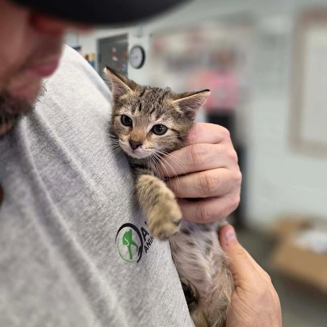Posey, Adoptable, Kitten Male American Shorthair & Domestic Short Hair.