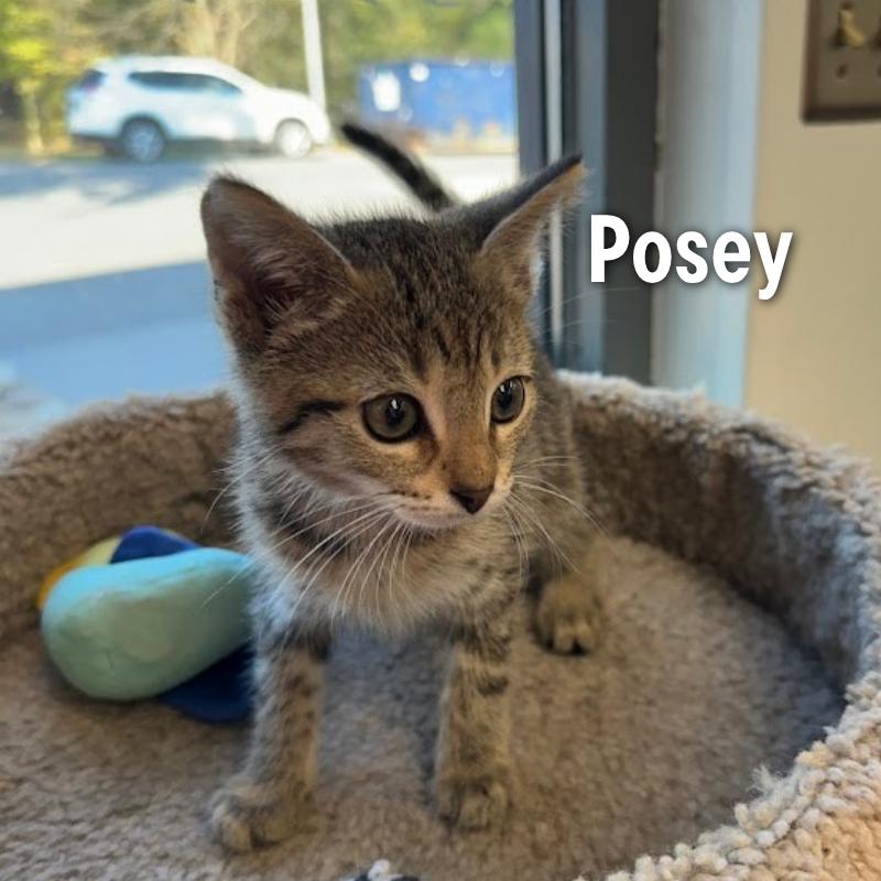 Enlarge Posey, a Adoptable mixed breed in Oak Ridge, TN image 2/3