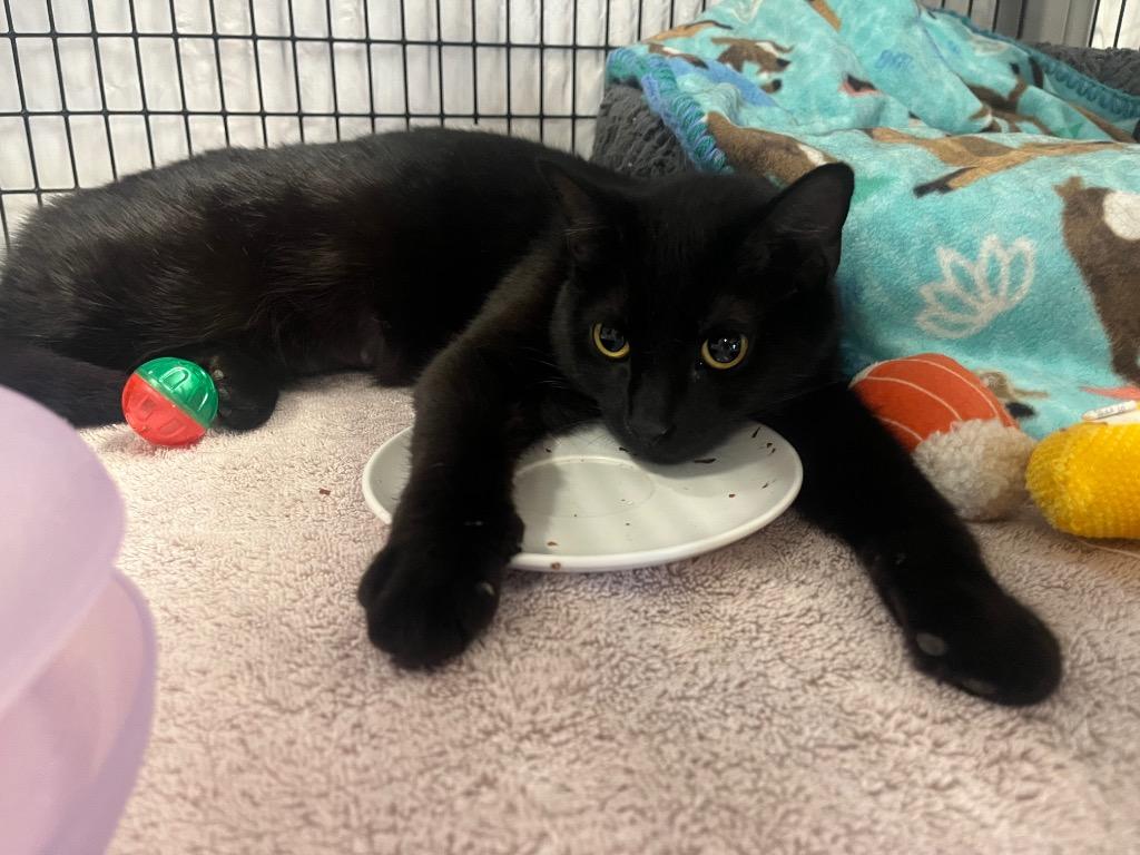 Ednah, Adoptable, Kitten Female Domestic Short Hair.