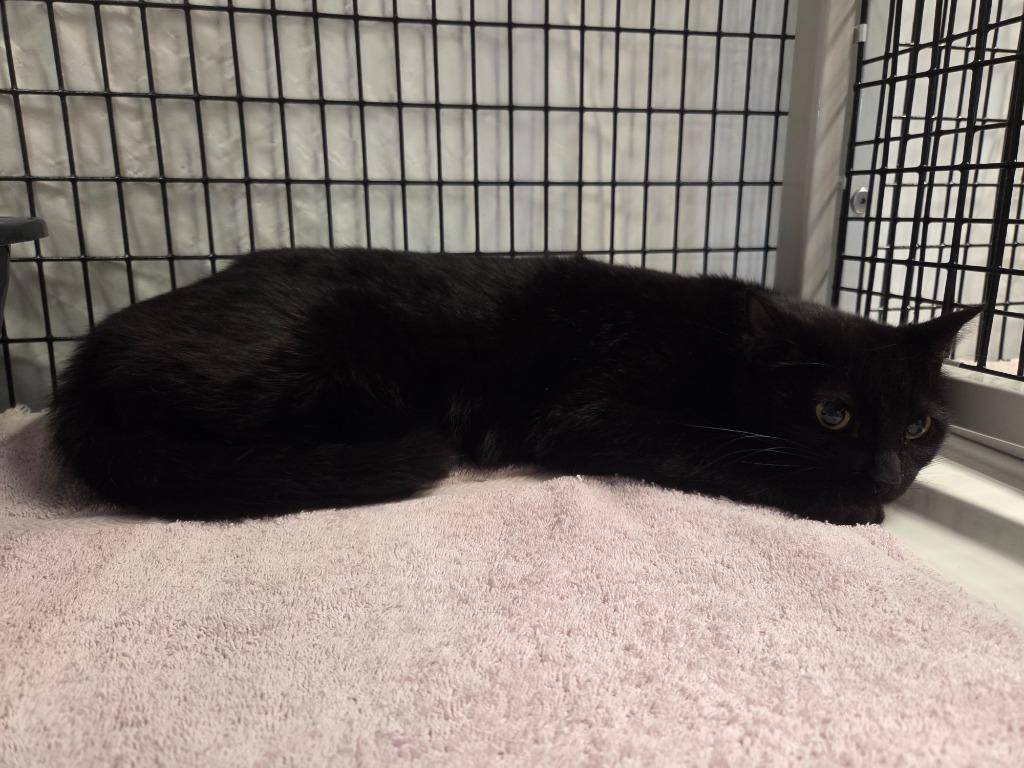 Enlarge Ednah, a Adoptable mixed breed in Raleigh, NC image 2/2