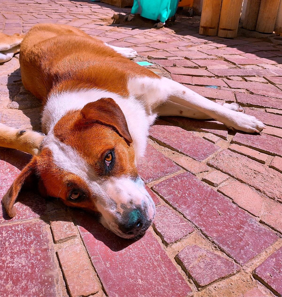 Cleo- **, a Adoptable Hound in Apple Valley, CA image 1/3