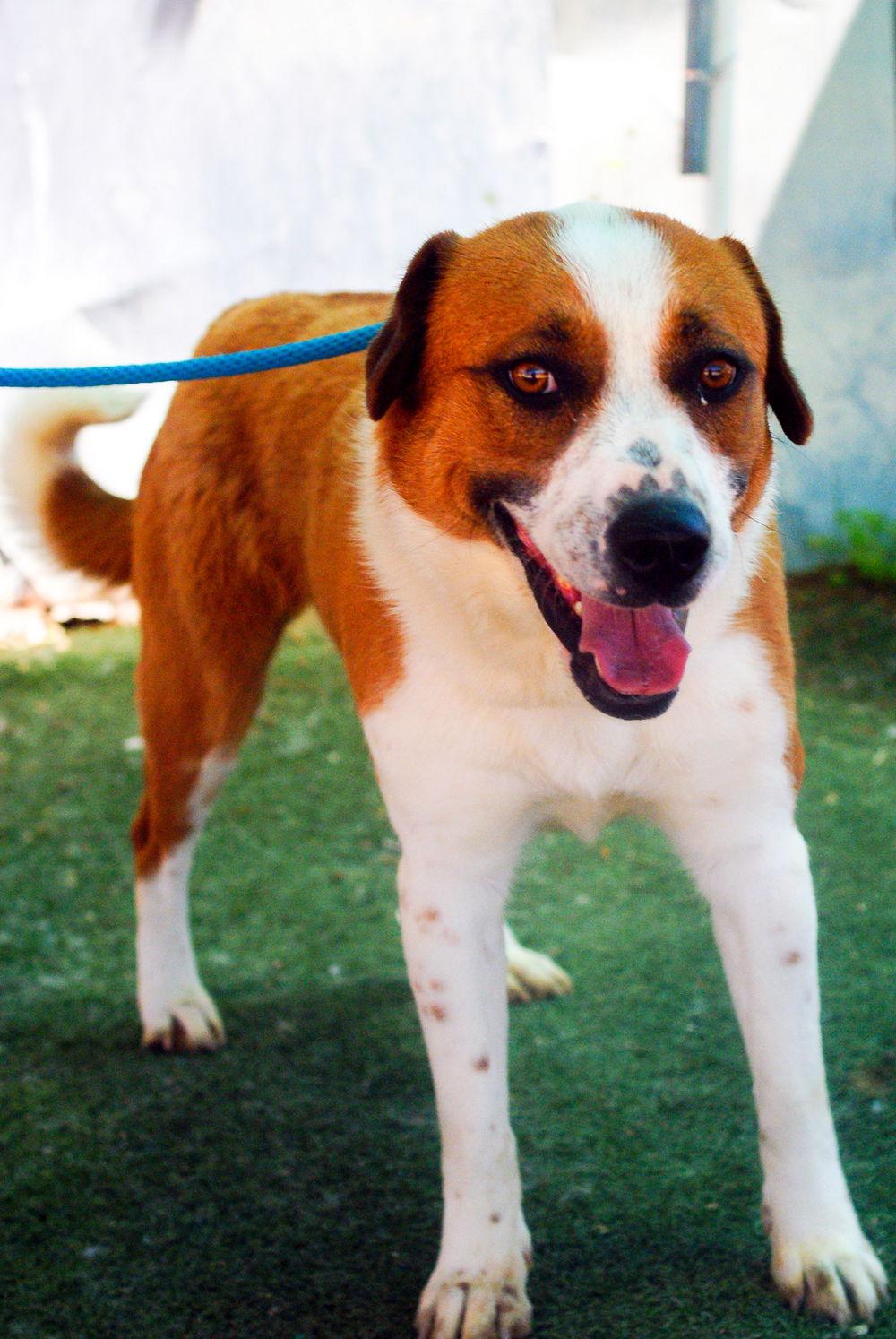 Cleo- **, a Adoptable Hound in Apple Valley, CA image 2/3