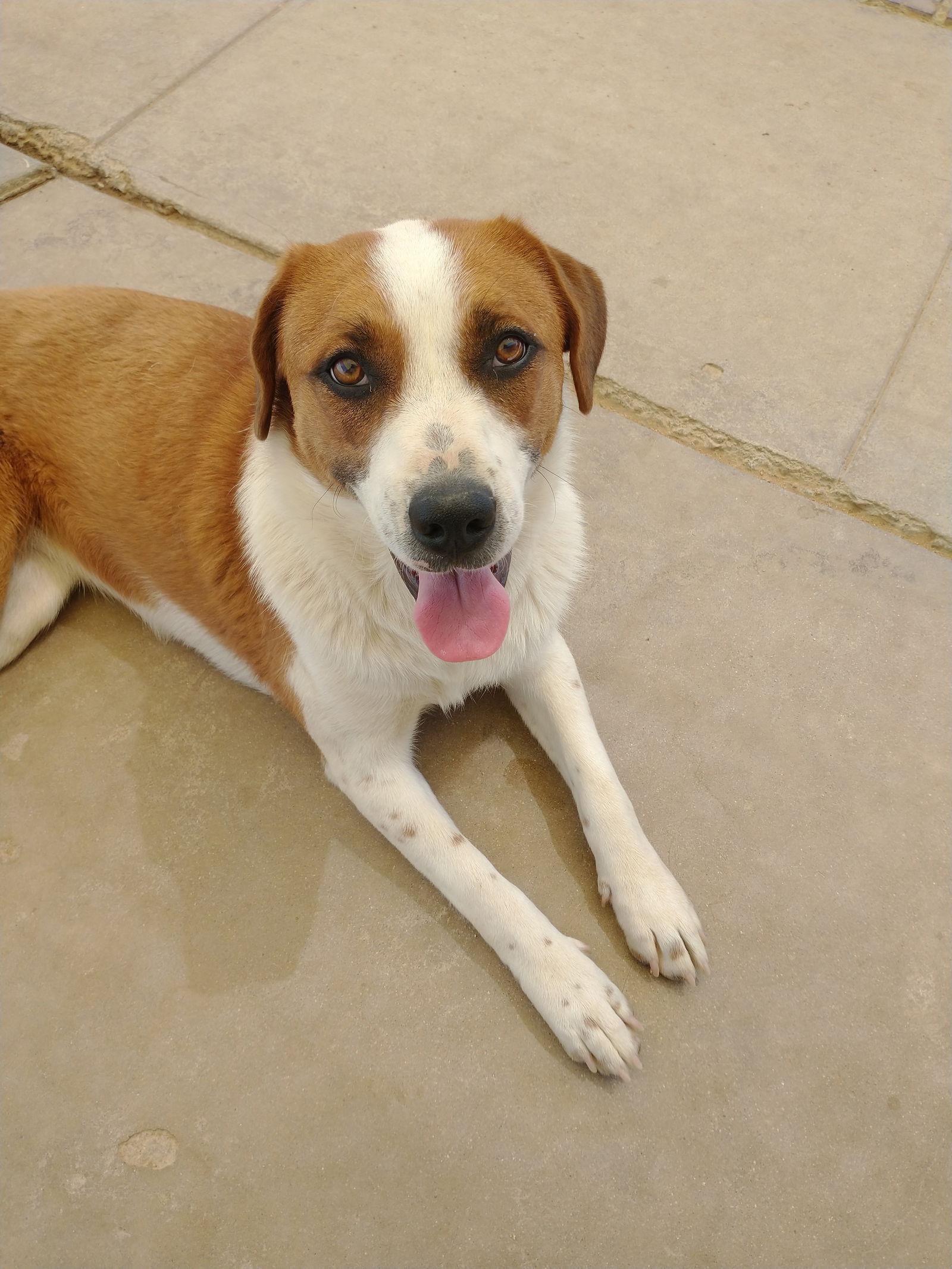 Cleo- **, a Adoptable Hound in Apple Valley, CA image 3/3