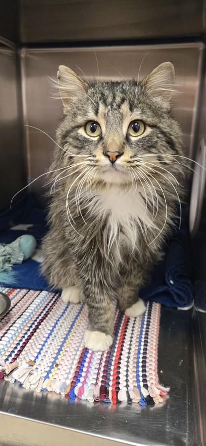 Rupert, Adoptable, Adult Male Domestic Long Hair & Domestic Short Hair.