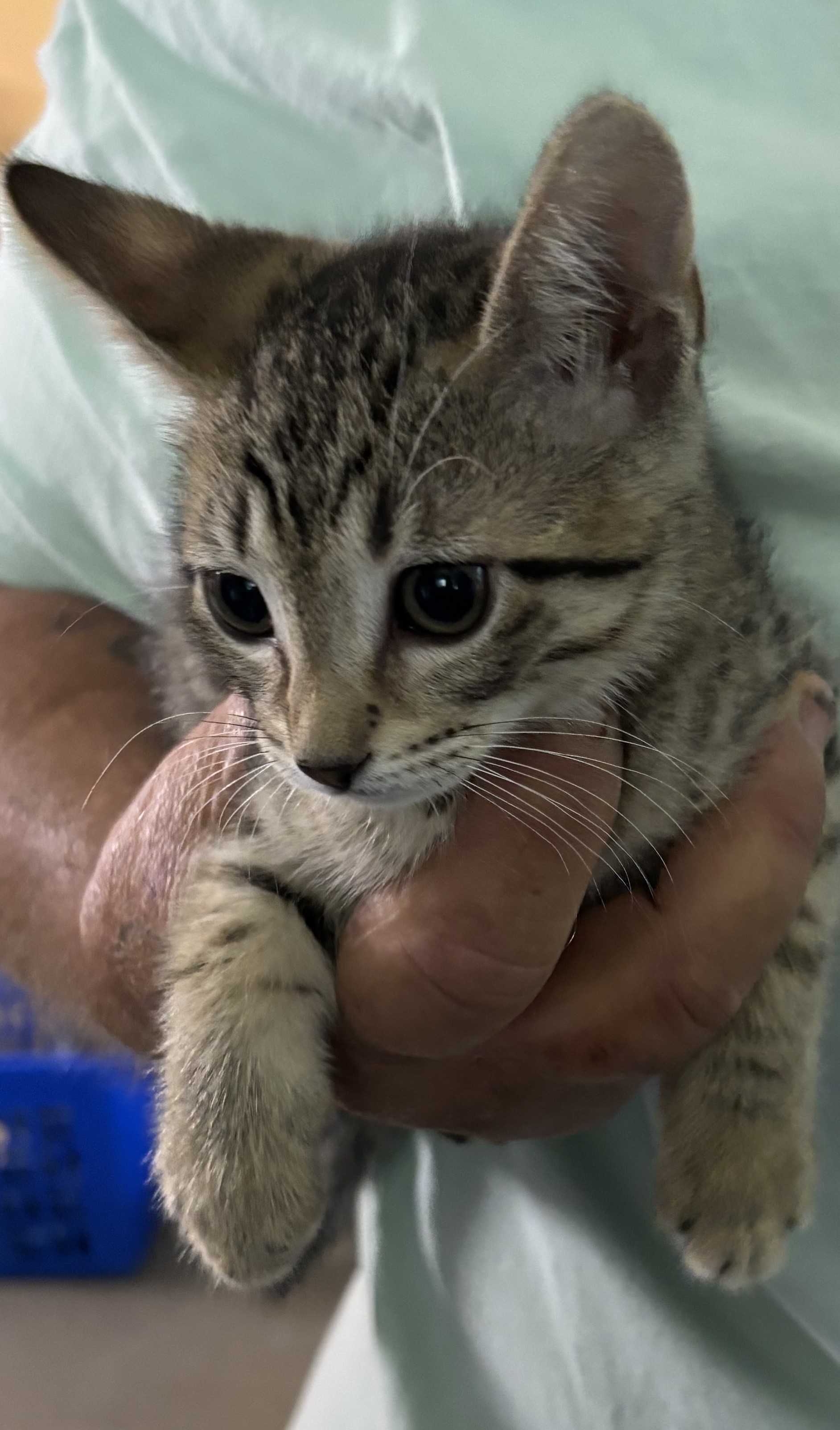 Silk 2852, an adopted Domestic Short Hair in Boca Raton, FL_image-1