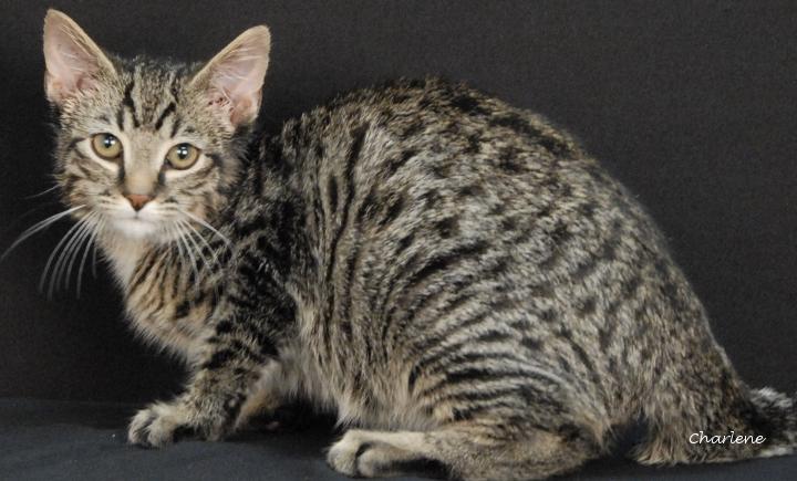 Enlarge Whisper, a Adoptable Domestic Medium Hair in Newland, NC image 1/1