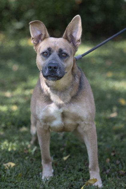 Sampson, Adoptable, Adult Male German Shepherd Dog & Mixed Breed.