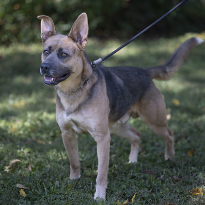 Sampson, a Adoptable mixed breed in Bedford, IN image 2/3