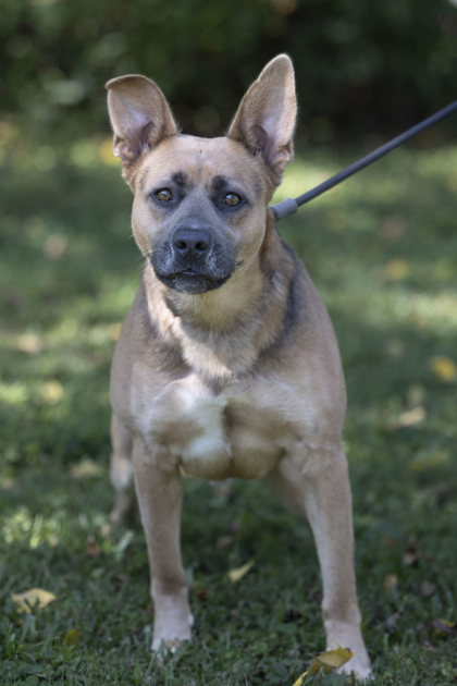 Sampson, a Adoptable mixed breed in Bedford, IN image 3/3